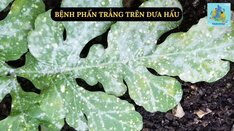 Bệnh Phấn Trắng Trên Dưa Hấu