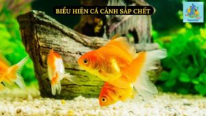 Biểu Hiện Cá Cảnh Sắp Chết