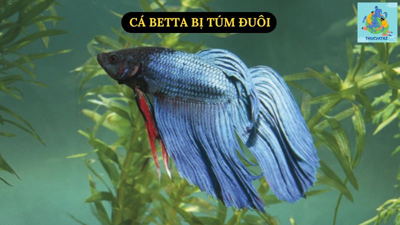 Cá Betta Bị Túm Đuôi