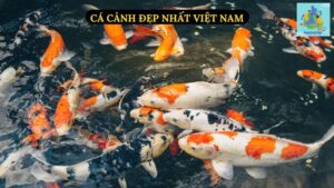 Cá Cảnh Đẹp Nhất Việt Nam