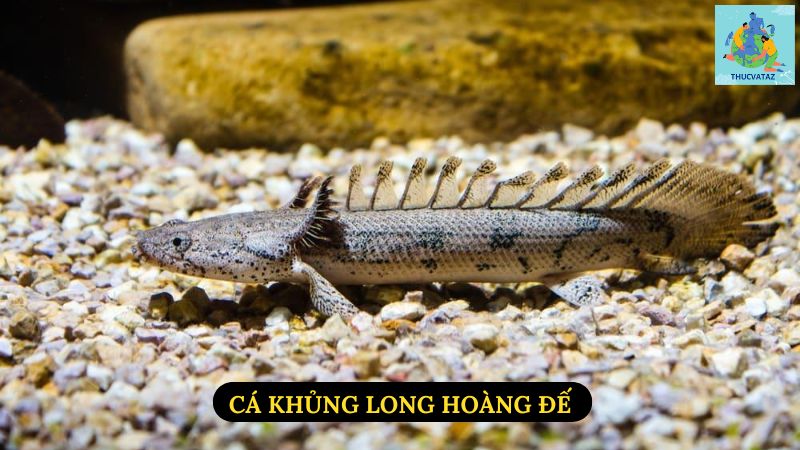 Cá Khủng Long Hoàng Đế