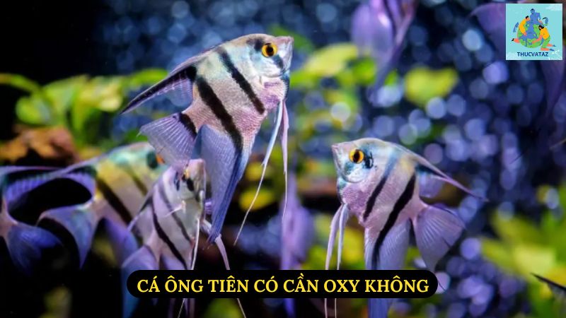 Cá Ông Tiên Có Cần Oxy Không