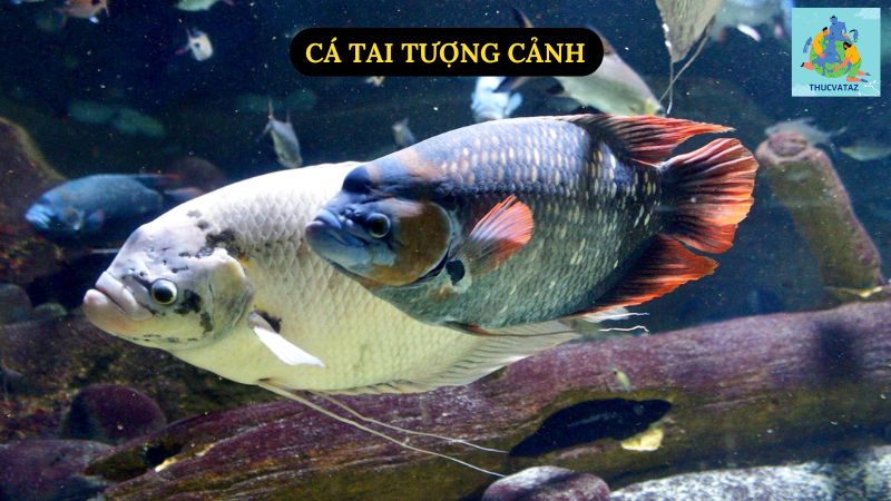 Cá Tai Tượng Cảnh