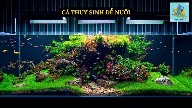 Cá Thủy Sinh Dễ Nuôi