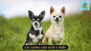 Các Giống Chó Dưới 5 Triệu