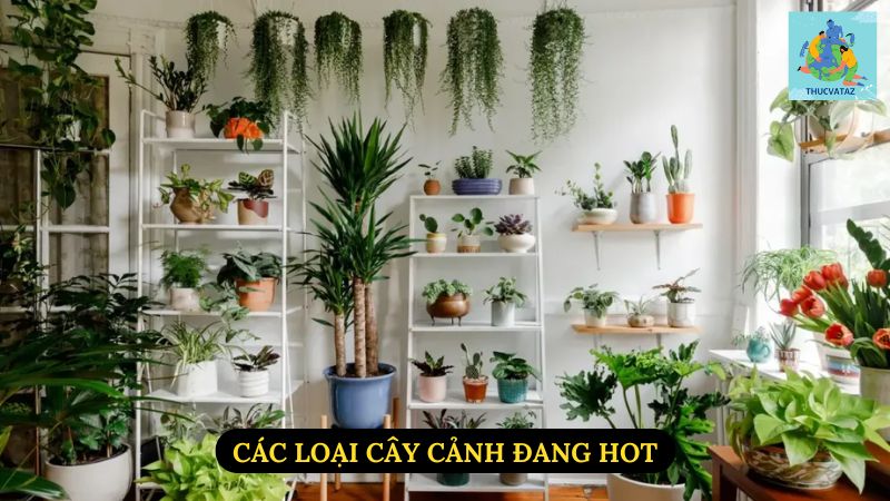 Các Loại Cây Cảnh Đang Hot