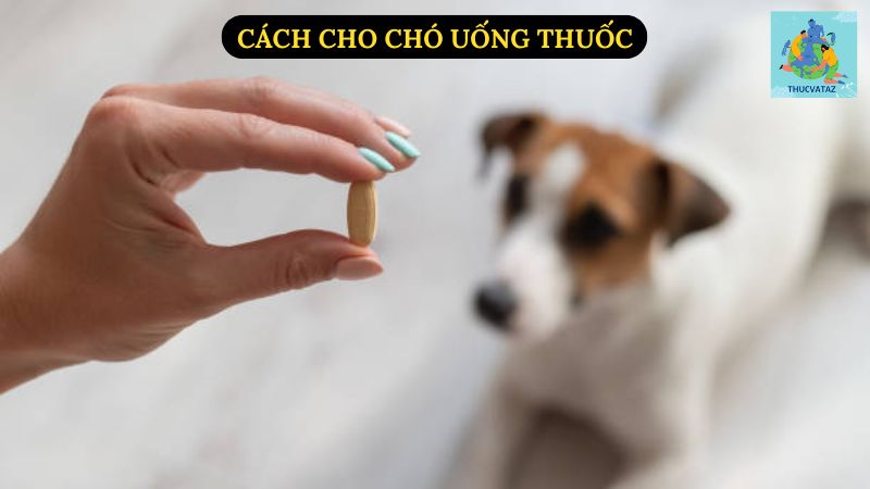 Cách Cho Chó Uống Thuốc