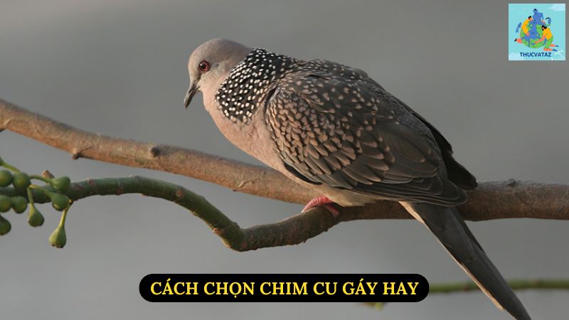 Cách Chọn Chim Cu Gáy Hay