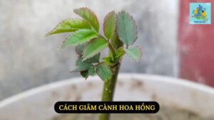 Cách Giâm Cành Hoa Hồng