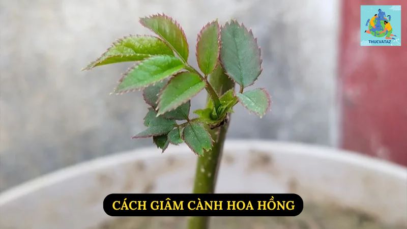 Cách Giâm Cành Hoa Hồng