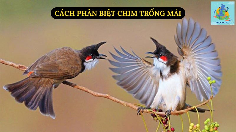 Cách Phân Biệt Chim Trống Mái