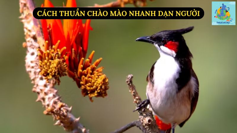 Cách Thuần Chào Mào Nhanh Dạn Người