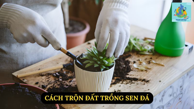 Cách Trộn Đất Trồng Sen Đá