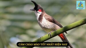 Cám Chào Mào Tốt Nhất Hiện Nay