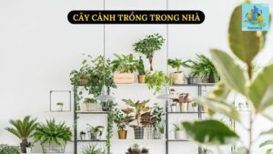 Cây Cảnh Trồng Trong Nhà