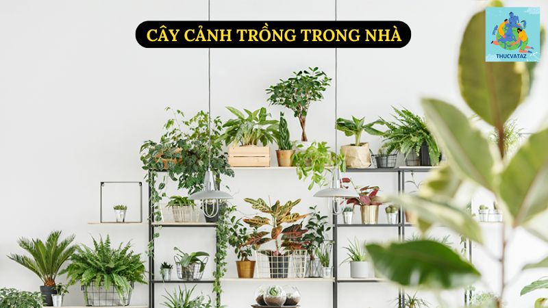 Cây Cảnh Trồng Trong Nhà