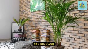 Cây Dừa Cảnh