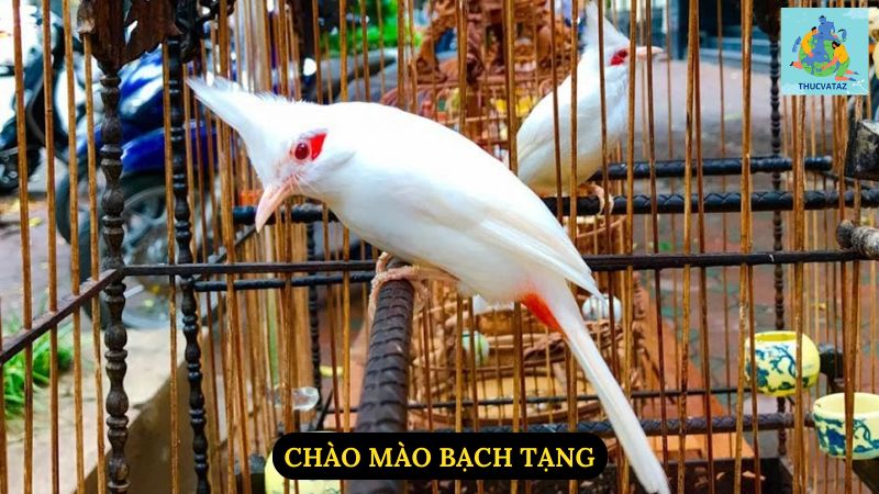 Chào Mào Bạch Tạng