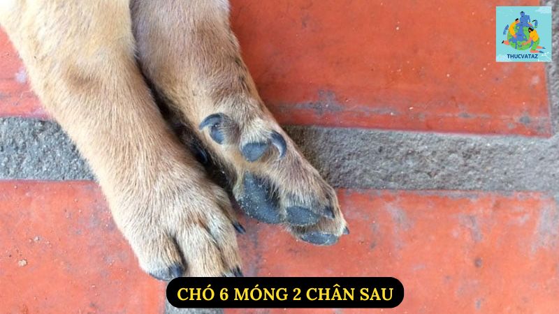 Chó 6 Móng 2 Chân Sau