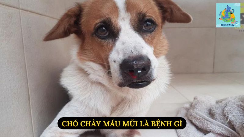 Chó Chảy Máu Mũi Là Bệnh Gì