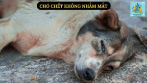 Chó Chết Không Nhắm Mắt