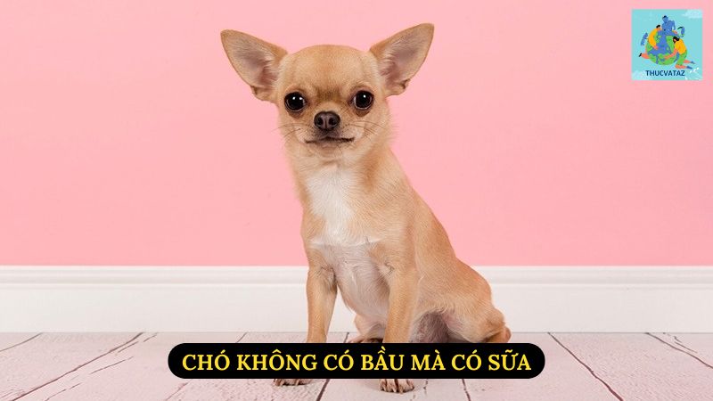 Chó Không Có Bầu Mà Có Sữa