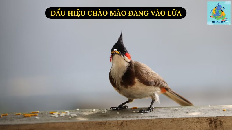 Dấu Hiệu Chào Mào Đang Vào Lửa