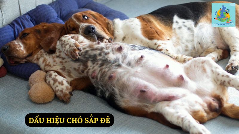 Dấu Hiệu Chó Sắp Đẻ