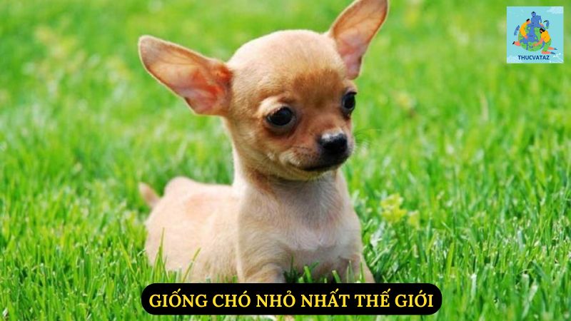 Giống Chó Nhỏ Nhất Thế Giới