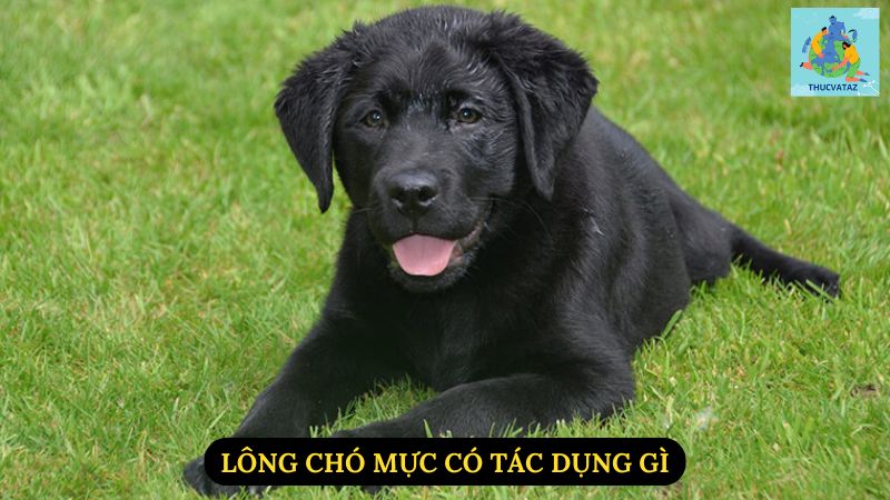 Lông Chó Mực Có Tác Dụng Gì