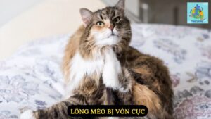 Lông Mèo Bị Vón Cục