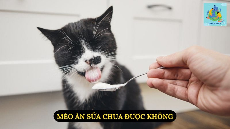 Mèo Ăn Sữa Chua Được Không