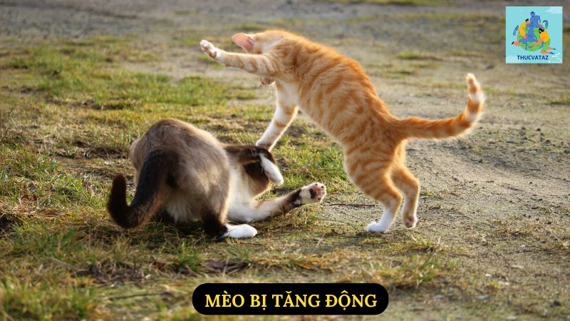 Mèo Bị Tăng Động