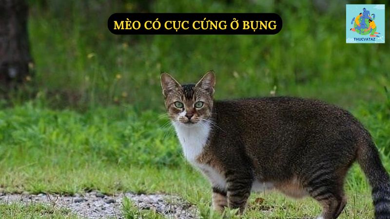 Mèo Có Cục Cứng Ở Bụng