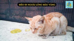 Mèo Đi Ngoài Lỏng Màu Vàng