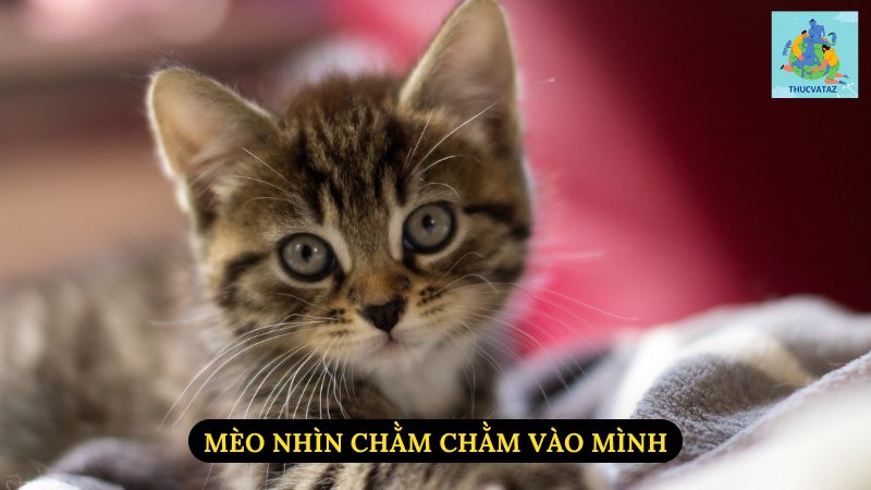 Mèo Nhìn Chằm Chằm Vào Mình