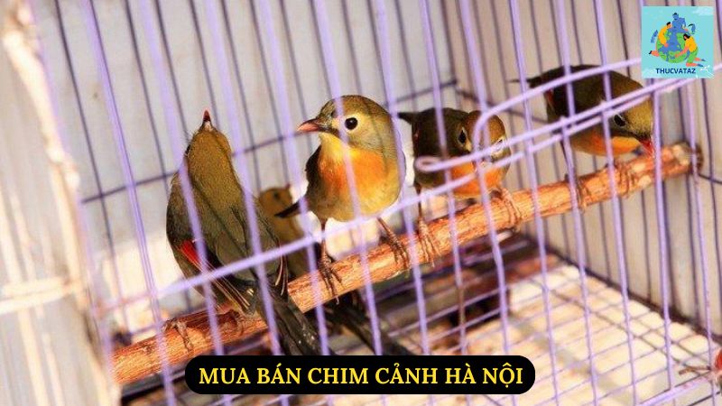 Mua Bán Chim Cảnh Hà Nội