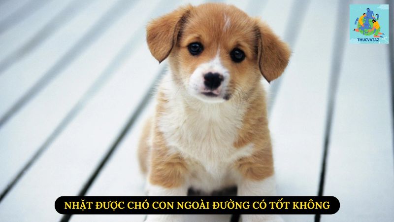 Nhặt Được Chó Con Ngoài Đường Có Tốt Không