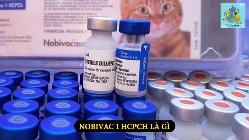 Nobivac 1 HCPCH Là Gì