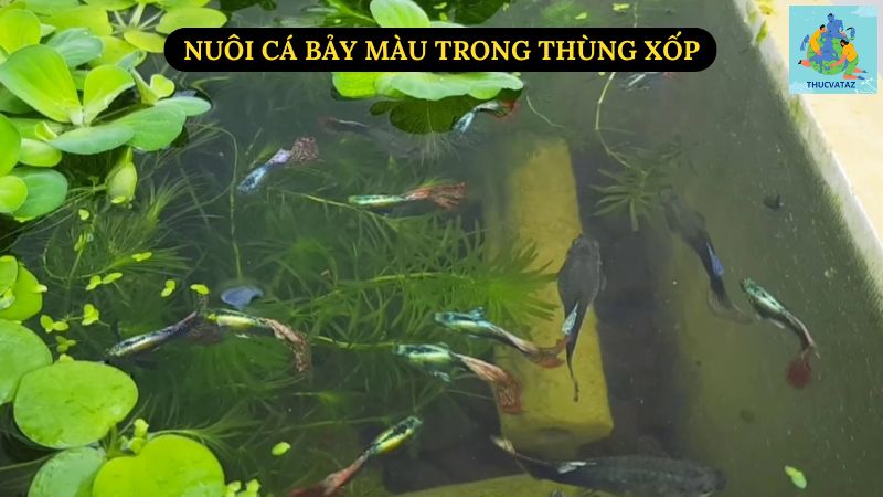 Nuôi Cá Bảy Màu Trong Thùng Xốp