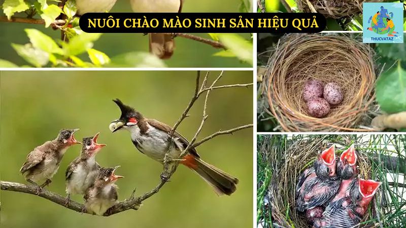 Nuôi Chào Mào Sinh Sản Hiệu Quả