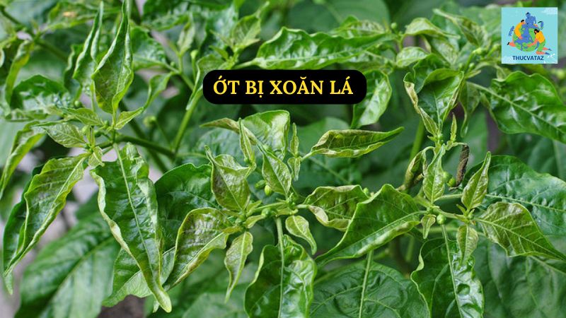 Ớt Bị Xoăn Lá