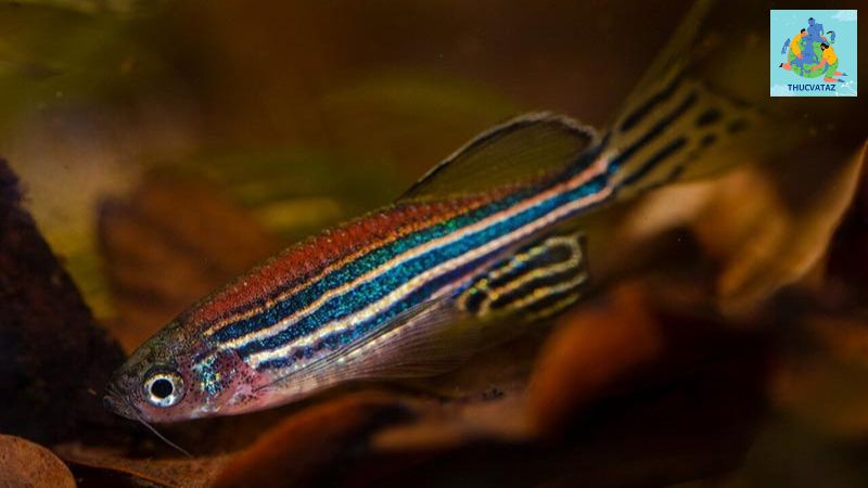 Các Loại Cá Cảnh Nhỏ Rẻ Tiền - Cá Ngựa Vằn (Zebra Danio)