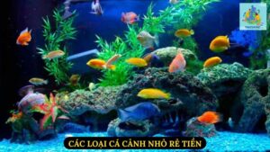 Các loại cá cảnh nhỏ rẻ tiền